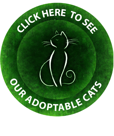 Adoptable Cats