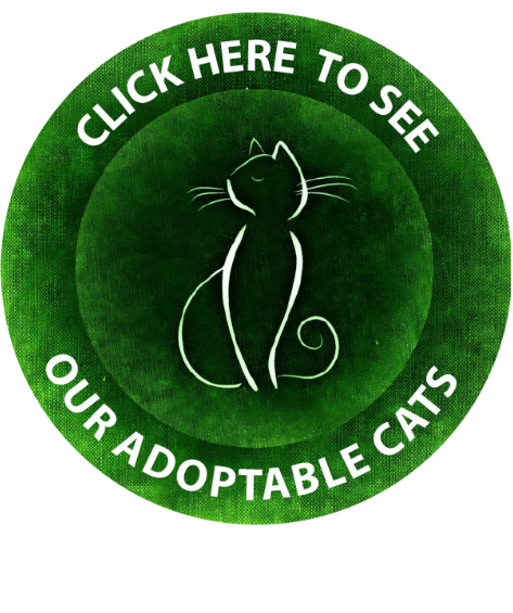 Adoptable Cats